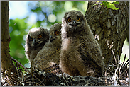 groß geworden... Europäischer Uhu *Bubo bubo*