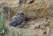 'raus ins Leben... Europäischer Uhu *Bubo bubo*