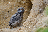 große Augen... Europäischer Uhu *Bubo bubo*