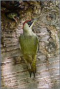 mit Futter im Kropf... Grünspecht *Picus viridis*