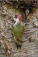 vor der Fütterung... Grünspecht *Picus viridis*