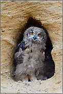 fragender Blick... Europäischer Uhu *Bubo bubo*