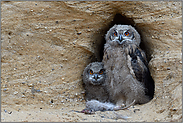 gespannte Blicke... Europäischer Uhu *Bubo bubo*