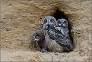 die 3 Geschwister... Europäischer Uhu *Bubo bubo*