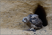 argwöhnischer Blick... Europäischer Uhu *Bubo bubo*