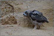 Spaziergänger... Europäischer Uhu *Bubo bubo*