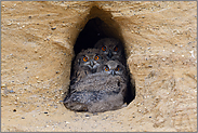 3 ernst blickende Augenpaare... Europäischer Uhu *Bubo bubo*