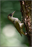 kletternd am Baum... Grünspecht *Picus viridis*