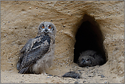 linkischer Blick... Europäischer Uhu *Bubo bubo*