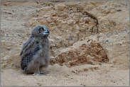 immer wieder knuffig... Europäischer Uhu *Bubo bubo*