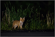 Augen auf im Straßenverkehr...  Jungfuchs *Vulpes vulpes*