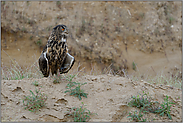 auf dem Sandhügel... Europäischer Uhu *Bubo bubo*