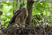 vorsichtiger Rückblick... Sperber *Accipiter nisus* wacht über das Nest