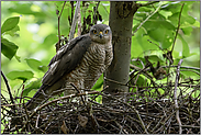 Sperberaugen... Sperber *Accipiter nisus*, Sperberweibchen auf Nest