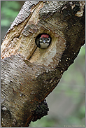 kreisrunde Bruthöhle... Buntspecht *Dendrocopos major*