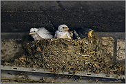 Leuzismus... Rauchschwalbe *Hirundo rustica*