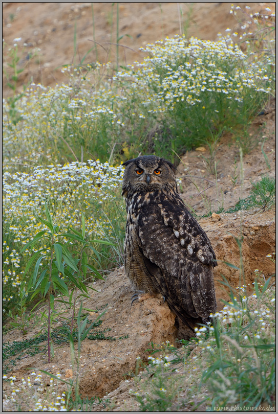 in der Kamille... Europäischer Uhu *Bubo bubo*