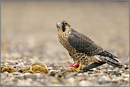 Jungfalke... Wanderfalke *Falco peregrinus* auf Beuteresten