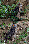 übereinander in der Wand... Europäischer Uhu *Bubo bubo*