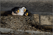 wer schreit am lautesten... Rauchschwalbe *Hirundo rustica*