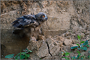 gut geschüttelt... Europäischer Uhu *Bubo bubo*