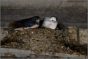 weiße Schwalbe... Rauchschwalbe *Hirundo rustica*