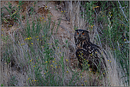 Igel im Fang... Europäischer Uhu *Bubo bubo*