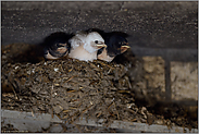 hungrig wartend... Rauchschwalbe *Hirundo rustica*