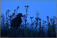 zur blauen Stunde... Europäischer Uhu *Bubo bubo*