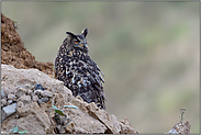 Ersatzlebensräume... Europäischer Uhu *Bubo bubo*