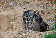 Langeweile... Europäischer Uhu *Bubo bubo* schaut griesgrämig