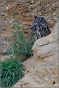 der Wachposten... Europäischer Uhu *Bubo bubo* versteckt sich hinter Felsen