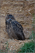 immer noch irgendwie das Nesthäkchen... Europäischer Uhu *Bubo bubo* mit treuherzigem Blick