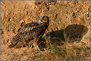 Schissebüx... Europäischer Uhu *Bubo bubo*