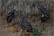 eine seltene Gelegenheit... Europäischer Uhu *Bubo bubo*