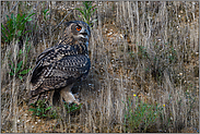 krächzende Rufe... Europäischer Uhu *Bubo bubo*