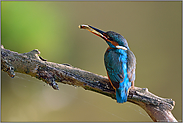 weiches Gegenlicht... Eisvogel *Alcedo atthis*