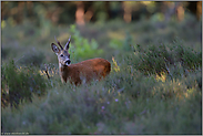 auf der Lichtung... Rehbock *Capreolus capreolus *