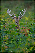 Sommerhirsch... Rothirsch  *Cervus elaphus*