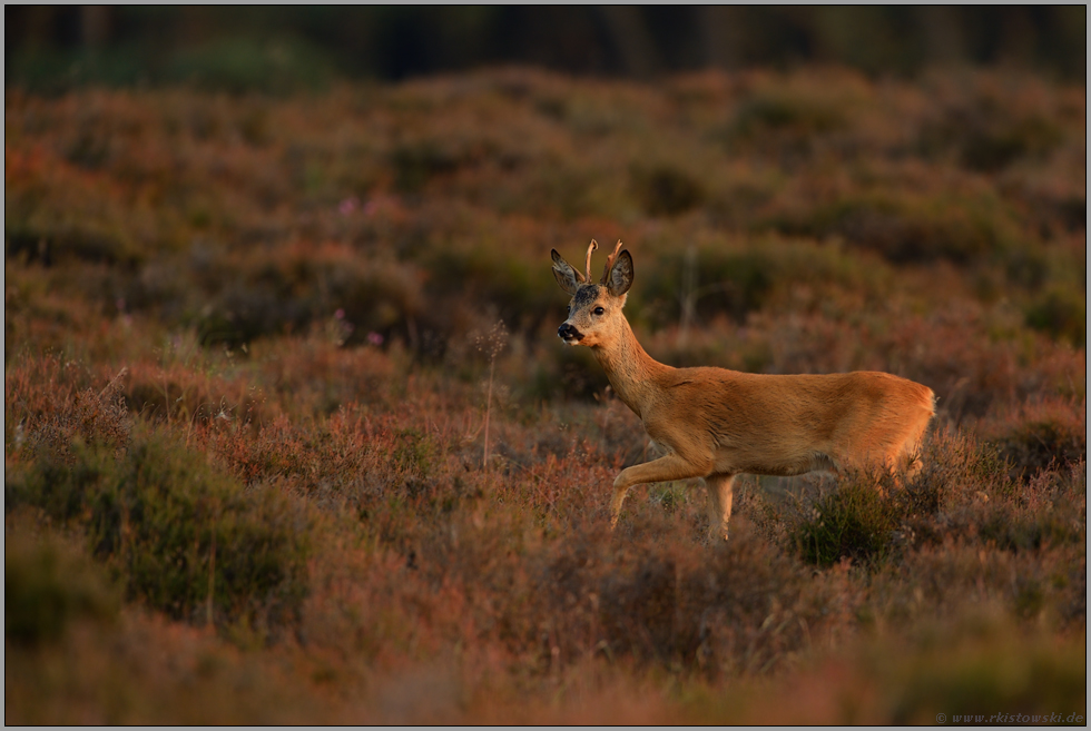 im Abendlicht... Reh *Capreolus capreolus