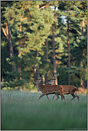 Junggesellen unter sich... Rotwild *Cervus elaphus*