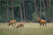 Herrengesellschaft... Rotwild *Cervus elaphus*