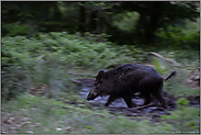 spätabends an der Suhle... Wildschwein *Sus scrofa*