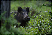 hinter'm Baum... Wildschwein *Sus scrofa *