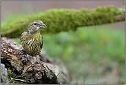 ein Jungvogel... Fichtenkreuzschnabel *Loxia curvirostra*