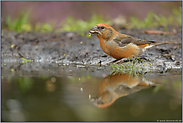 Wasserperlen... Fichtenkreuzschnabel *Loxia curvirostra*