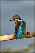 ein Blick zurück... Eisvogel *Alcedo atthis*