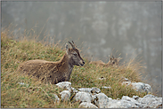 ruhend... Alpensteinböcke *Capra ibex*