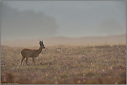 frühmorgens auf der Heide... Reh *Capreolus capreolus*