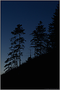 gegen den Nachthimmel... Bergwald *Alpen*